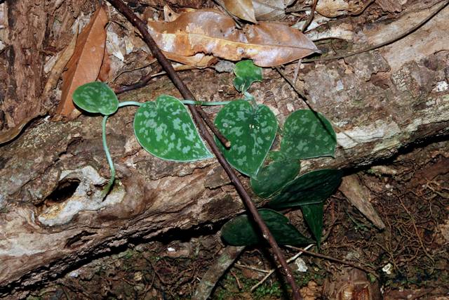 Scindapsus pictus var. argyraeus