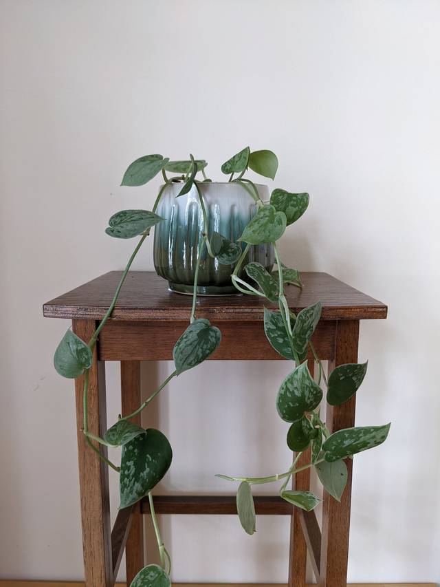 Pothos tacheté