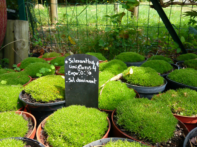 Scleranthus uniflorus - Jeunes plants