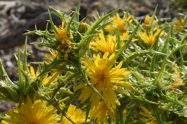 Scolyme d'Espagne : fleurs