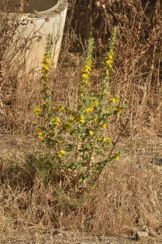 Scolymus hispanicus, scolyme d'Espagne