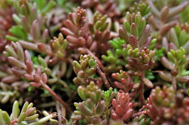 Sedum de près