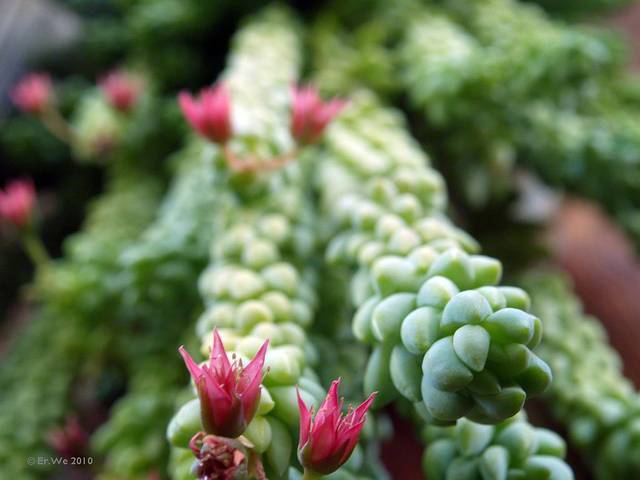 Sedum morganianum : floraison