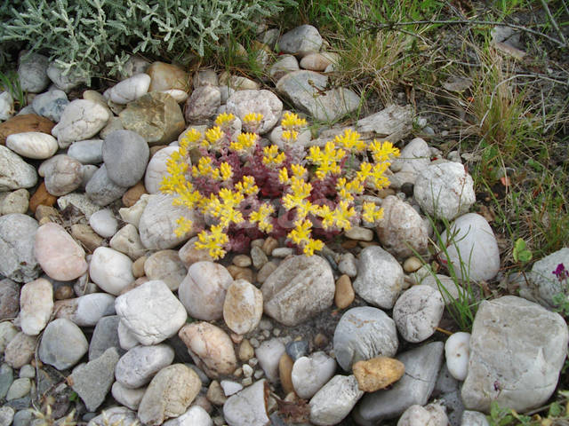 Sedum en fleur dans la rocaille