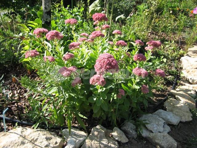 Sedum spectabile en massif