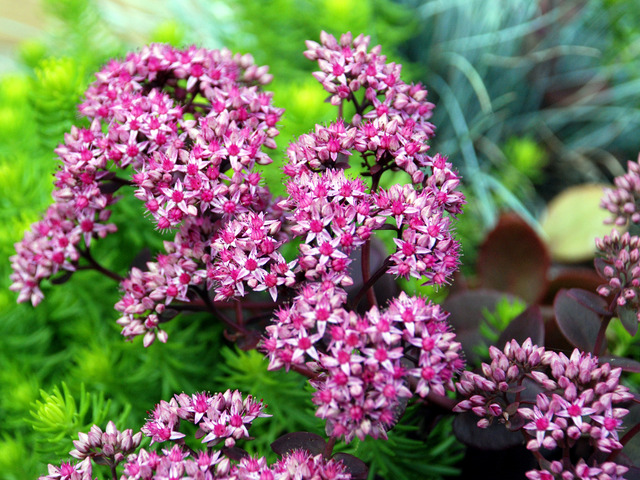 Sedum 'Cherry Tart' - fleurs