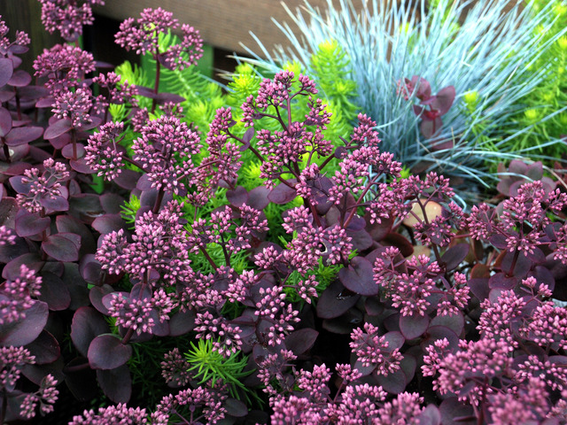 Sedum 'Cherry Tart'