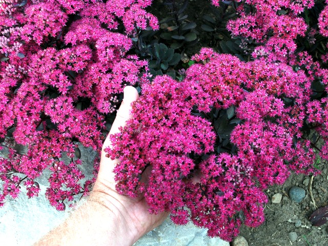 Sedum 'Dazzleberry'