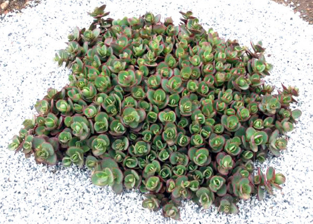 Sedum 'Lime Zinger'