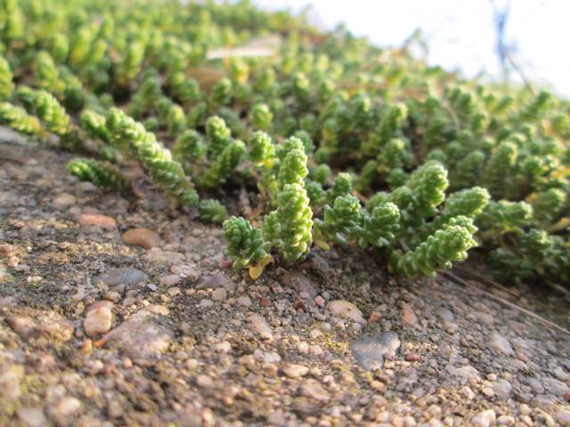 Sedum