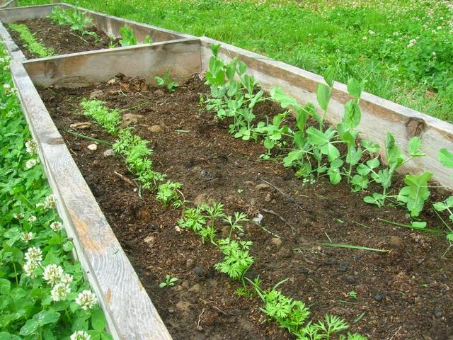 Semis de carottes et pois