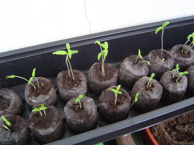 Semis de tomates en mottes