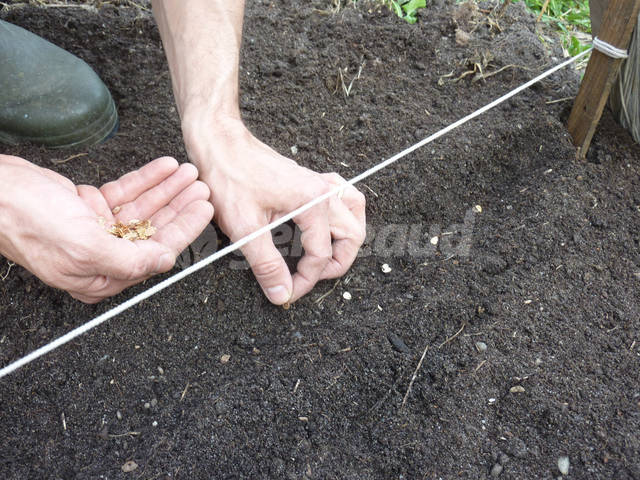 Semis en ligne au potager