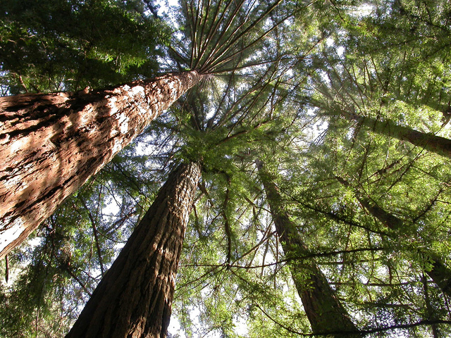 Sequoia sempervirens