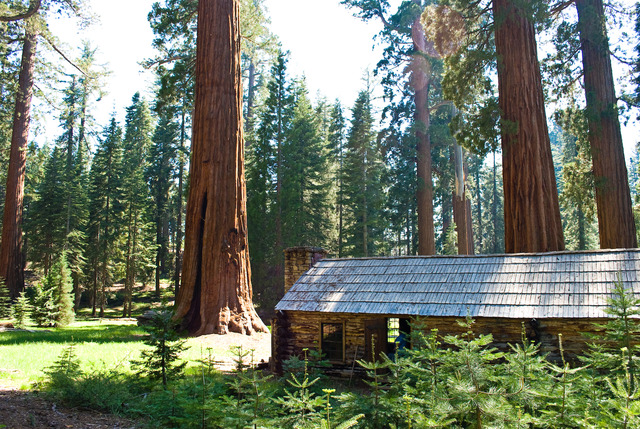 Sequoiadendron giganteum