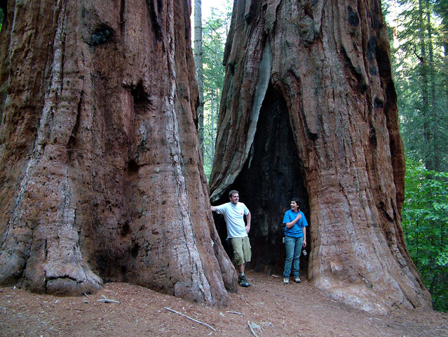 Sequoiadendron giganteum : des troncs colossaux