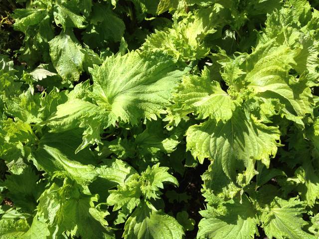 Shiso, Perilla crispum