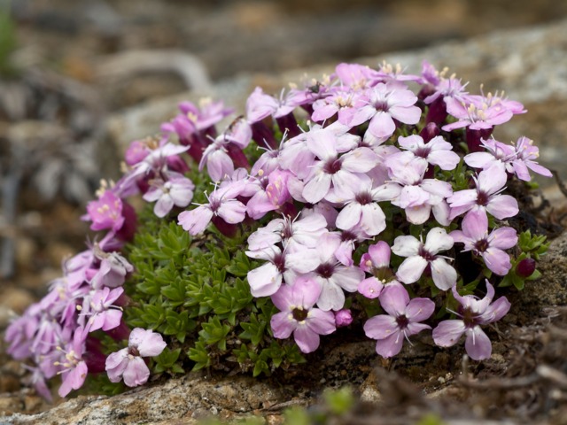 Silene acaulis