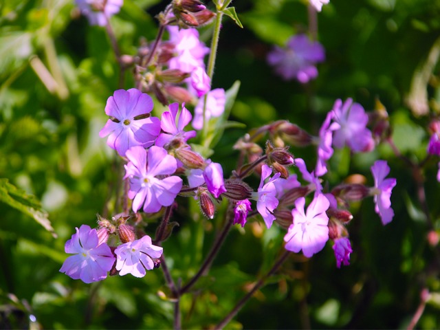 Silene dioica