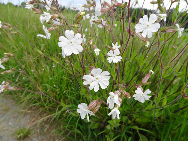 Silene latifolia