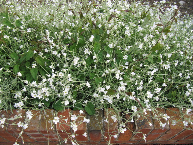 Silene - variété horticole