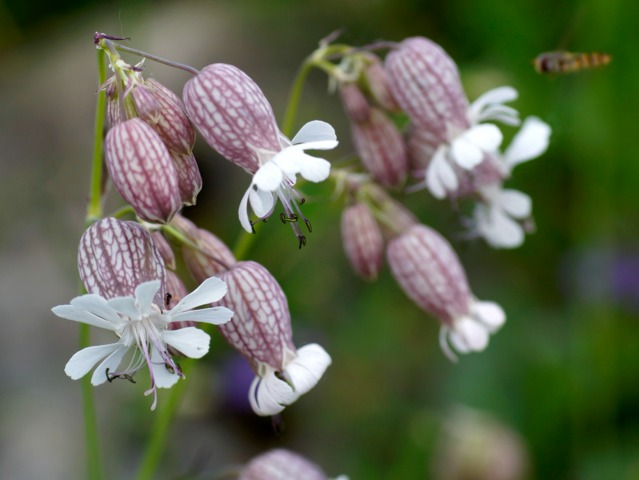 Silene vulgaris