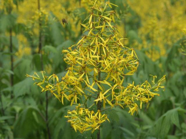 Sinacalia tangutica : floraison