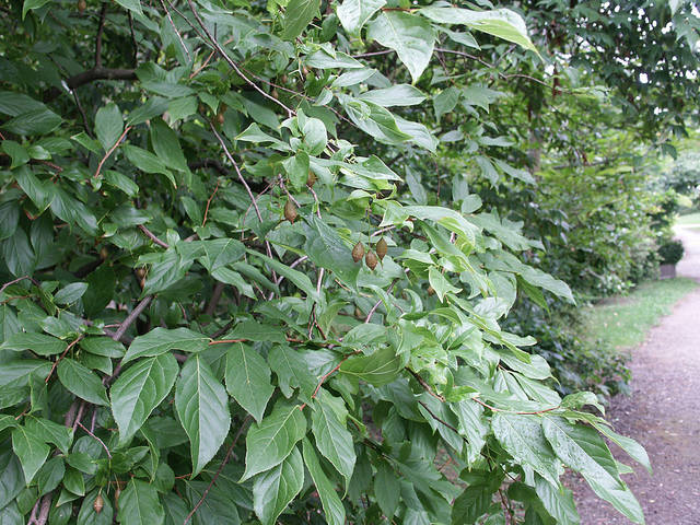 Feuillage et fruits de Sinojackia xylocarpa