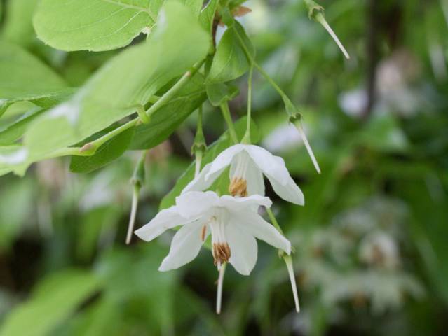 Fleurs de Sinojackia xylocarpa