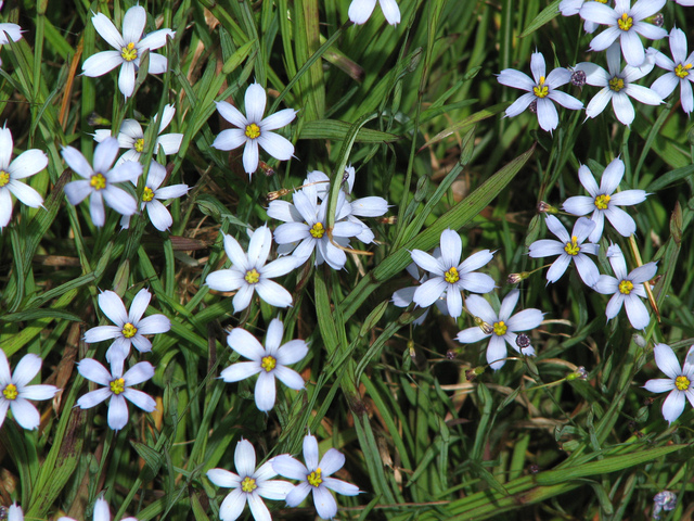 Sisyrinchium angustifolium à fleurs bleu clair