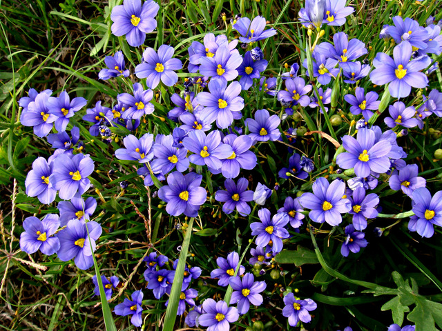 Sisyrinchium angustifolium