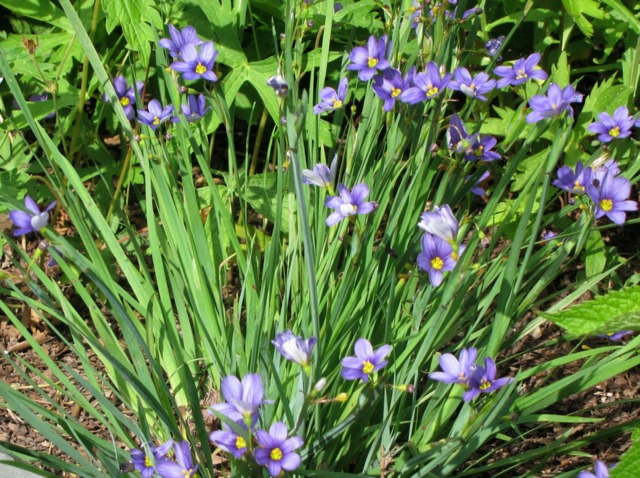 Sisyrinchium angustifolium