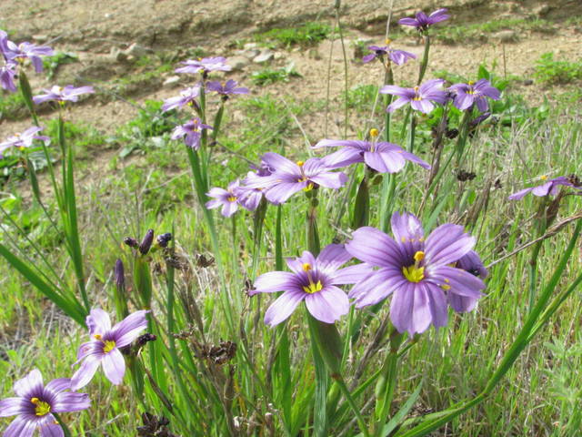 Sisyrinchium idahoense