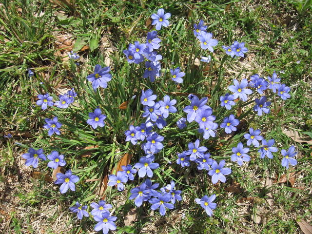 Sisyrinchium idahoense