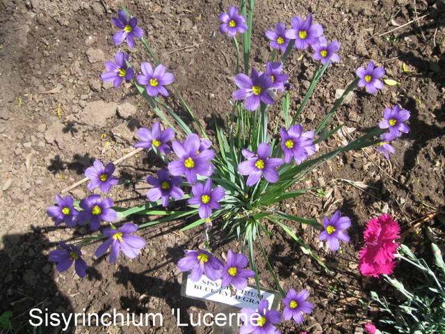 Sisyrinchium 'Lucerne'