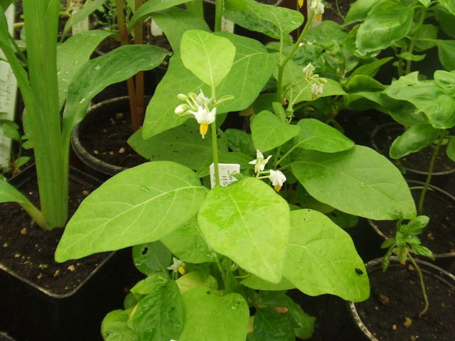 Solanum aethiopicum, jeune plant