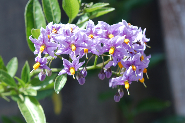 Solanum crispum, fleurs