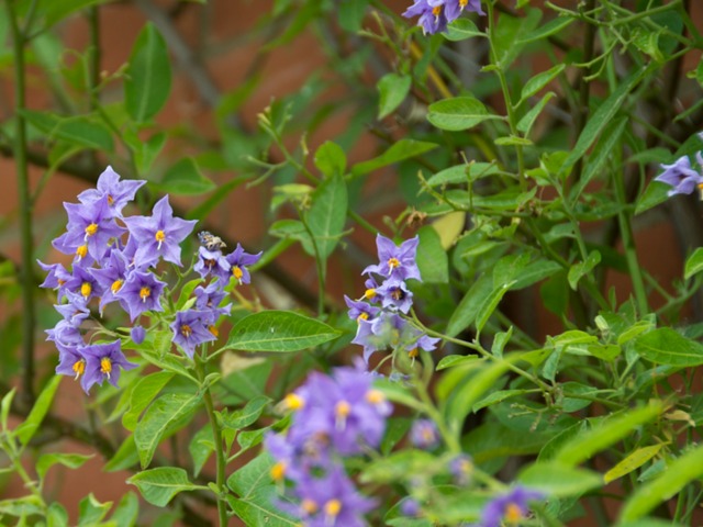 Solanum crispum 'Glasnevin'