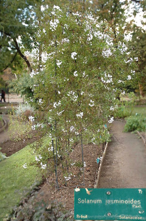 Solanum jasminoides