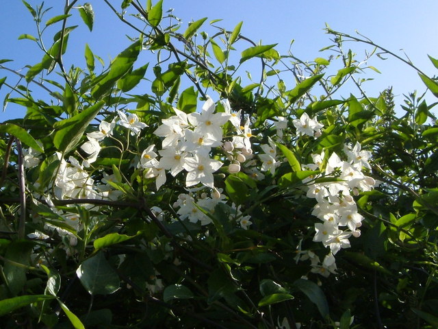 Solanum jasminoides, morelle faux-jasmin