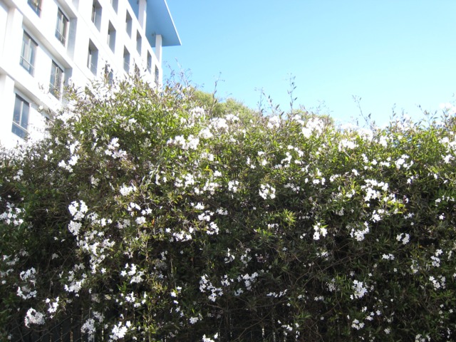 Solanum jasminoides, morelle faux-jasmin