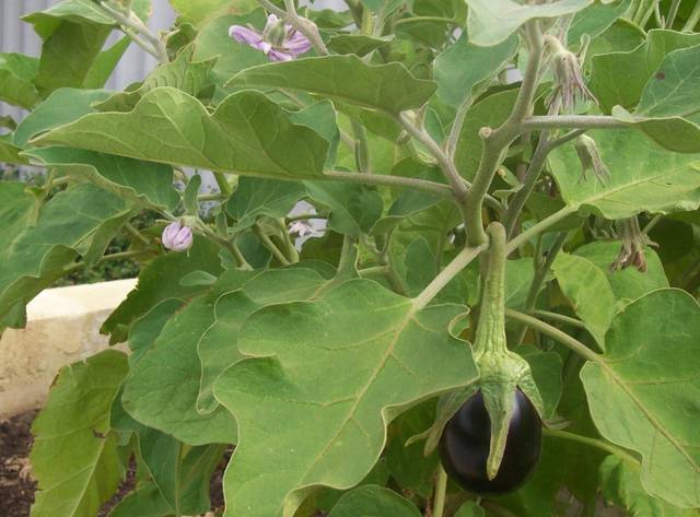 Plant d'aubergine