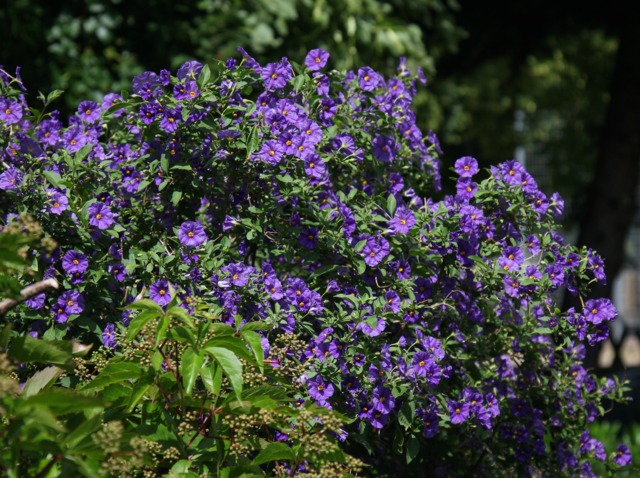 Lycianthes rantonnetii (solanum)