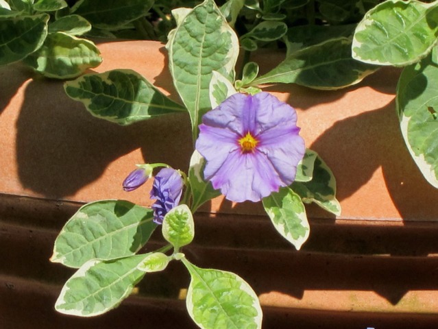 Solanum rantonnetii 'Lynn's Variegated'