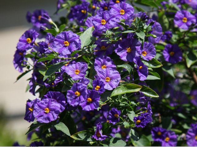 Solanum rantonnetii, arbre à gentiane