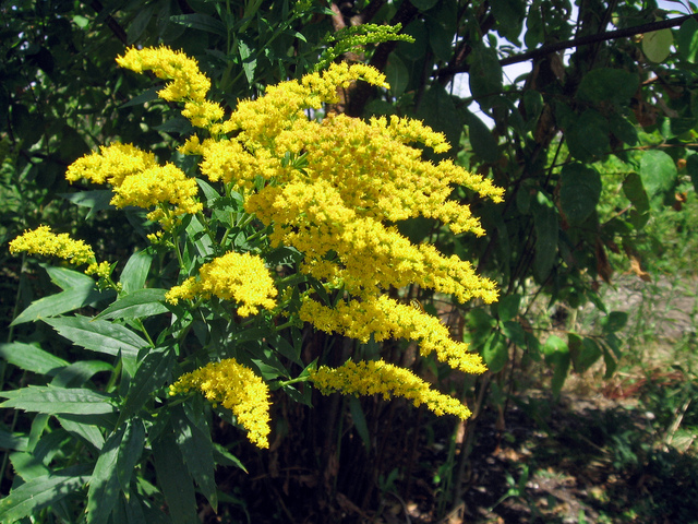 Solidago canadensis