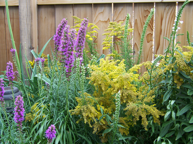 Solidago, liatris et physostegia