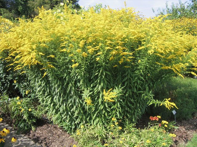 Solidago shortii - Verge d'or