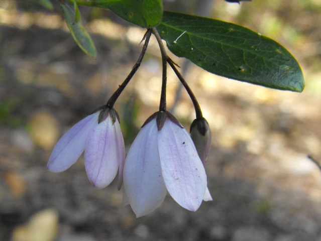 Fleurs de Sollya heterophylla