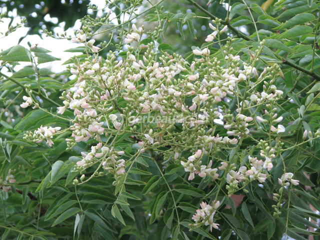 Fleurs de Sophora japonica